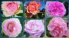 180 Top 15 Light Pink Rose Varieties Famous Around The World