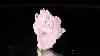 1 3 Pink Gem Rose Quartz Cluster Rare Sharp Terminated Crystals Brazil For Sale