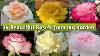 25 Beautiful Rose Varieties With Name I D Flowers Rose Htrose