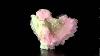 2 3 Pale Pink Gemmy Rose Quartz Rare Terminated Crystals Brazil For Sale