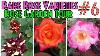 32 Rare Rose Varieties Rose Garden Tour Episode 6 Epic Roses