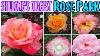 60 Shillong S Biggest Rare Rose Varieties Park Ka Phan Nonglait Park