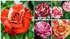 67 Striped Roses Around The World Most Famous Varieties Floral Gardening