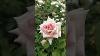 7 Days Rose Pink Rare Variety Flower Rose Thangamani Nursery