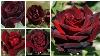 80 Top 10 Black Maroon Roses Rare Roses Around The World Floral Gardening