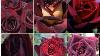 84 Amazing 10 Black Red Roses Rare Roses Floral Gardening