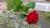 A Red Rose Speaks Of Love Silently Red Rose S Journey