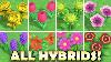 All Hybrid Flowers In Animal Crossing New Horizons U0026 How To Grow Them Easy