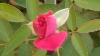 Beautiful Pink Rose Greenery Flower