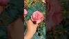 Beautiful Rose Rare Rose Pink Flowers Foryou Shorts
