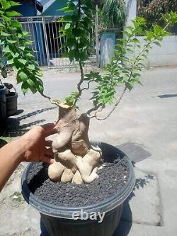 Bonsai tree Bougenvillea Singgapore Pink rose old tree Rare