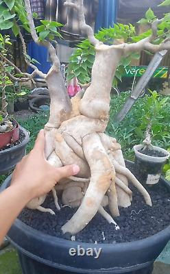 Bonsai tree Bougenvillea Singgapore Pink rose old tree Rare