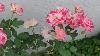 Double Delights Rose Plant White Pink Rose Lots Of Rose S Growing Well