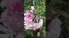Fairy Rose 365days Rose Kodirose Orchid Rose Flower Thangamani Nursery Rare