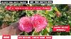 Hd Rose Pink White Shadow Rose Plant Rare Varitiey Rose Plants Online Sales Hd Rose Rose Online