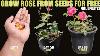 How To Grow Rose From Seed Seed To Flower
