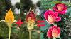 How To Propagation New Rose Flower Color From Red Rose Flower Bud And Yellow New Hormone