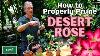 How To Properly Prune Desert Rose Adeniums