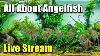 Live Why Angelfish Can Be So Hard To Keep Plus A Fish Q U0026a