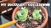 My Succulent Collection Rare Rose Succulent Greenovia Jades And More