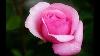 Pink Color Rose Flower Dark Pink Roses Medium Pink Roses Light Pink Roses