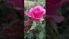 Pink Colour Rose Flower Rose Rare Thangamani Nursery
