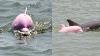 Pink Dolphin Named Pinky Spotted Playing In Louisiana Ship Channel