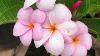 Pink Pudica Plumeria Rare Hawaii