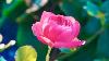 Pink Roses 1 Collection 4k Calm U0026 Relaxing Piano U0026 Violin Music 3 Hours