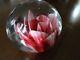 Rare 1930's John Degenhart Glass Red White Crimp Rose Paperweight Gift From Ed