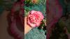 Rare Pink Rimmed Rose Beautiful Pink Rose Foryou Viral Shorts