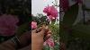Rare Pink Rose Blooming Explore Garden Rose