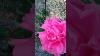 Rare Pink Rose In Spring Nature Life Beautiful Garden Gardening Floral Flower Mygarden
