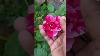Rare Rose Pink Tiger Rose Pink Strips Rose Rose Rare Variety