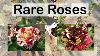 Rare Rose Plants Unboxing George Burns And Abracadabra