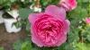 Reminiscent Pink Rose
