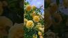 Rose Creepers Varieties Rare Videos Farming Viral Gardening Rose