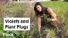 Seeds U0026 Plant Plugs In The Meadow House Gardens Ep 277