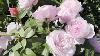 So Many Dreamy Roses Portland International Rose Test Garden David Austin Kordes Meilland
