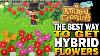 The Best Way To Grow Hybrid Flowers In Animal Crossing New Horizons Tips U0026 Tricks