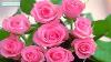 The Most Beautiful Roses Pink Roses The Meanings Of Pink Roses Light Pink Pink Bright Pink