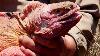 The Rare Pink Iguana Of Galapagos Bbc Earth