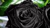 This Rare Black Rose Can Only Be Found In Turkey