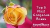 Top 5 Most Gorgeous Roses Naturehills Com