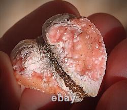 Unique Rare pink Rhodochrosite full Pseudomorphose by the bivalve Shell