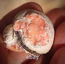 Unique Rare pink Rhodochrosite full Pseudomorphose by the bivalve Shell