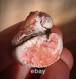 Unique Rare pink Rhodochrosite full Pseudomorphose by the bivalve Shell