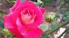 Very Rare Beautiful Pink Rose With Yellow Shades