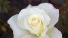 Visawa Resort Beautiful Rose Garden Having 550 Rare Species Of Roses