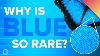 Why Is Blue So Rare In Nature